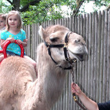 Camel Rides at the Louisville Zoo