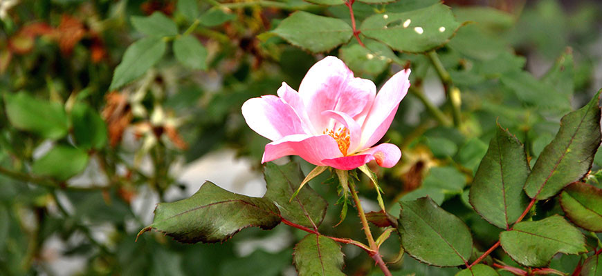 Adopt-a-Garden - single pink pedal open flower, with stem, green leaves, background is all greenery leaves