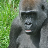 Gorilla Babies Expected - shoulder/head shot of female gorilla, mia, expecting baby