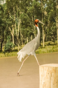 photo - of a tall crane, with orange, black, neck head feathers, with bald forehead, very long bill, white tail feathers, walking on a pathway
