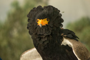photo - head shot of a black feathered bird, with black collar of feathers, face is yellow, 2 dark eyes, yellow beak, with brown/black wing feathers