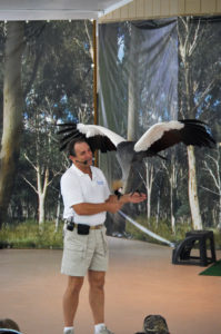 photo - keeper from the bird show, with an east african crowned crane, he is working with during the bird show