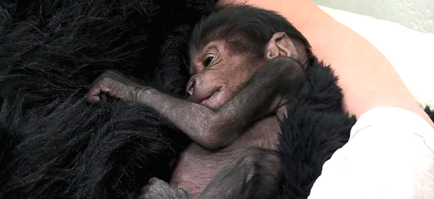 Gorilla Baby