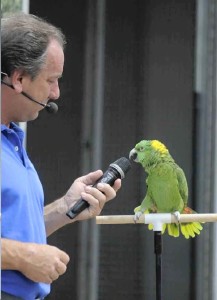 photo - Wings of the World Bird Show w/trainer working with parrot during the bird show