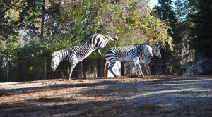 banner - black and white Zebras kicking each other at the zebra exhibit