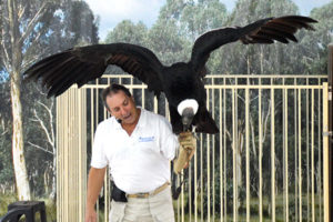 image - zookeeper displaying a black feathered vulture, with white neck ring, feeding it while it sits on his gloved hand and arm, with fake tree backdrop, and a cage