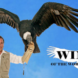 banner - all blue background, with birdman keeper, displaying vulture, with wings fanned out all the way, white shadow bird image, wings, of the world birdshow in lower right hand corner