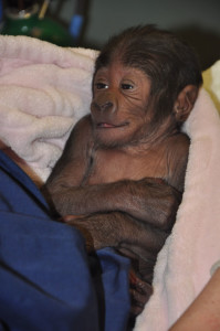 photo - kindi, Gorilla Infant Born at the Louisville Zoo