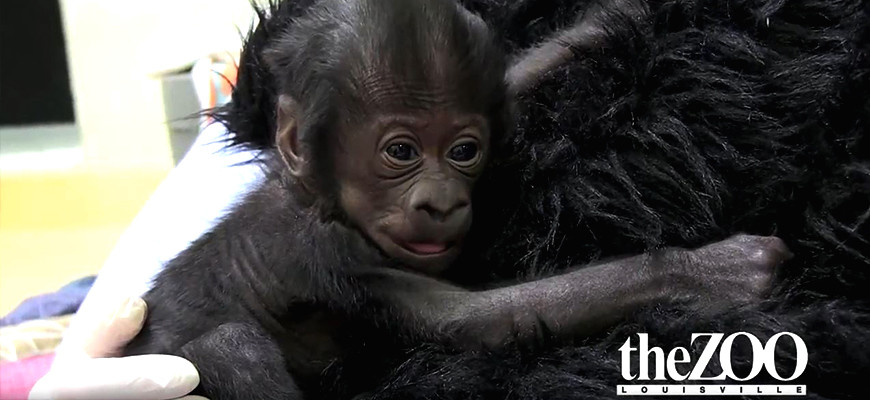 Gorilla Baby