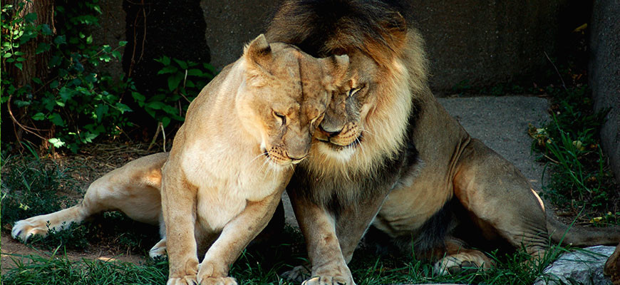 banner - lioness, and lion with beautiful head, neck mane, snuggling each other, at their exhibit