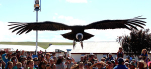 Wings of the World Bird Show - large raptor, with wings fully extended, flying over the audience during the bird show