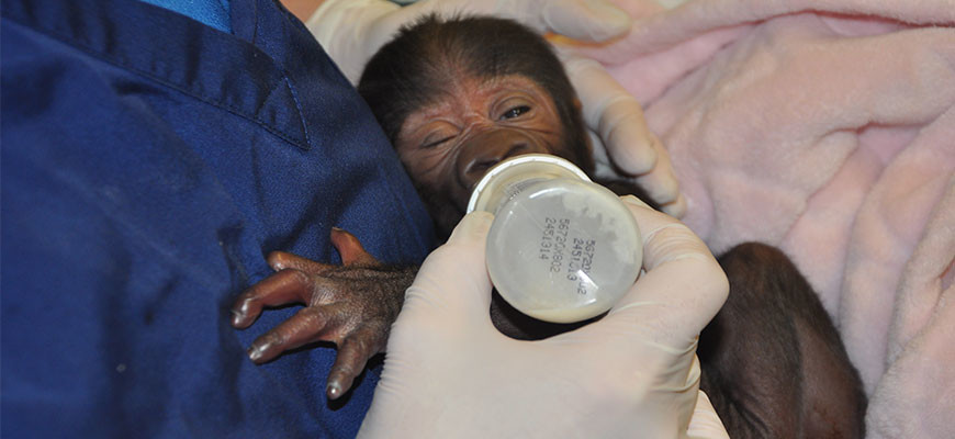 Gorilla Infant Born at the Louisville Zoo