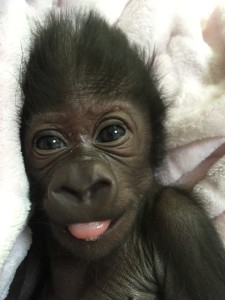 photo - head shot baby gorilla kindi, hair sticking up, eyes wide open, pink tongue sticking out, look of this is so nice laying here on her face