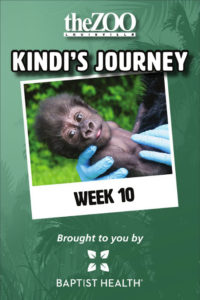 graphic - trunkline cover, theZOO, kindi's journey, week 10, brought to you by logo, baptist health, with pic of kindi, held by keeper's gloved hands, green background color