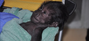 photo - baby gorilla kindi, sitting in arm of keeper, she's wide awake, looking at keeper, with that i love laying here look on her face