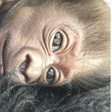 banner - l/side is full face head shot of kindi, baby gorilla, r/side kindi's journey brought to you by logo baptist health