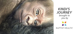 banner - l/side is full face head shot of kindi, baby gorilla, r/side kindi's journey brought to you by logo baptist health