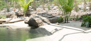 banner - shot of penguin cove enclosure area with rocks, pool for swimming, tall grass bushes, sand, limbs from tree