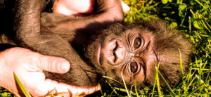 Baby Gorilla Kindi