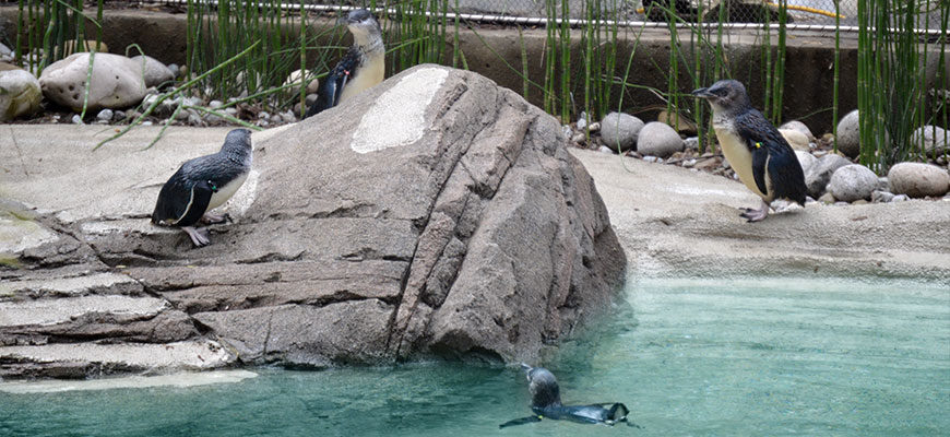 image - penguin cove with couple of little blue penguins, swimming in pool, other walking among the rocks and sand