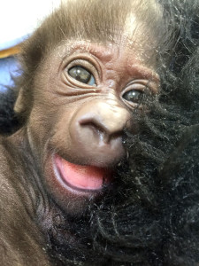 photo - full face head shot of kindi, baby gorilla, with mouth open, pink tongue, eyes show excitement, her hair is sticking up, looks to be laying on a gorilla chest