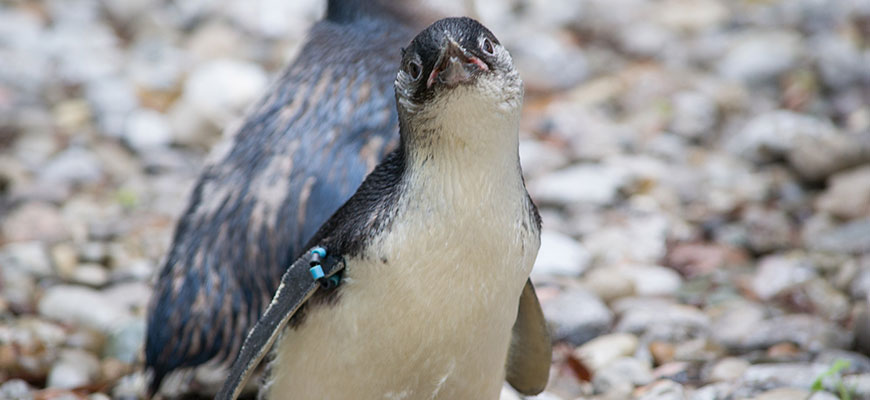 Louisville Zoo newest babies: Little penguins