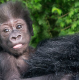 photo - head shot of kind the baby gorilla, she has spickey head hair, big dark eyes, cute now, pink tongue, cute mouth, facial expression is one of what are we doing?