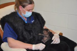 photo - keeper, wearing gorilla fur vest, for baby kindi to sleep on, while they attempt to bottle feed her