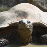 Huecker Tortoise named Isabella - she is facing camera, shell is white, grey mixed color, two black blocked design flippers, face shows 2 eyes, nose snout and mouth close, and brownish extended neck, laying in muddy water