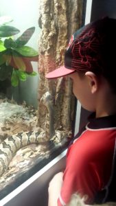 photo - child looking at gaboon viper, gray w/ black squiggly designs, who is looking at child thru the window, at the herp snake exhibit