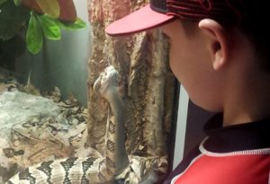 photo - child looking at gaboon viper, gray w/ black squiggly designs, who is looking at child thru the window, at the herp snake exhibit