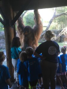 photo - great photo of orangutan, standing up at window, in enclosure, and group of safari day campers, watching, realizing how big orangutan can get as an adult.