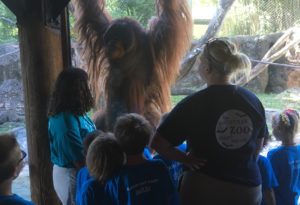 photo - great photo of orangutan, standing up at window, in enclosure, and group of safari day campers, watching, realizing how big orangutan can get as an adult.
