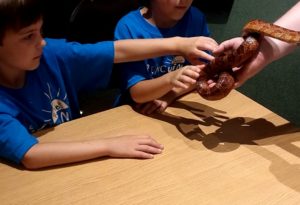 photo - kids holding corn snake, with keeper assistance, during Safari day camp
