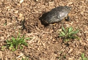 photo - herp turtle, out for the day, taking a walk on a sunny day