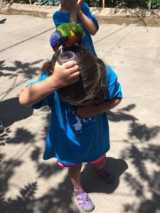 photo - day camper feeding a lorikeet, who is sitting on her head, nectar from a small cup