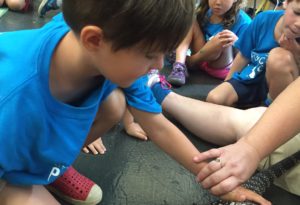 photo - day campers, with a counselor, examining a black tegu lizard, taking turns holding, petting the lizard