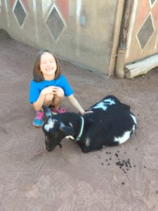 photo - young female Safari day camper, petting a black goat, who's laying down, in the Boma petting zoo