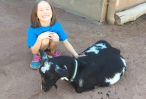 photo - young female Safari day camper, petting a black goat, who's laying down, in the Boma petting zoo