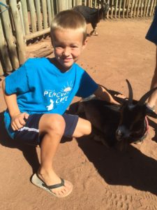 photo - Safari day camper, petting one of the goats in Boma petting zoo