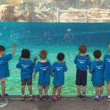 banner - Day campers observing the seals or bears when they are in the water at their enclosure