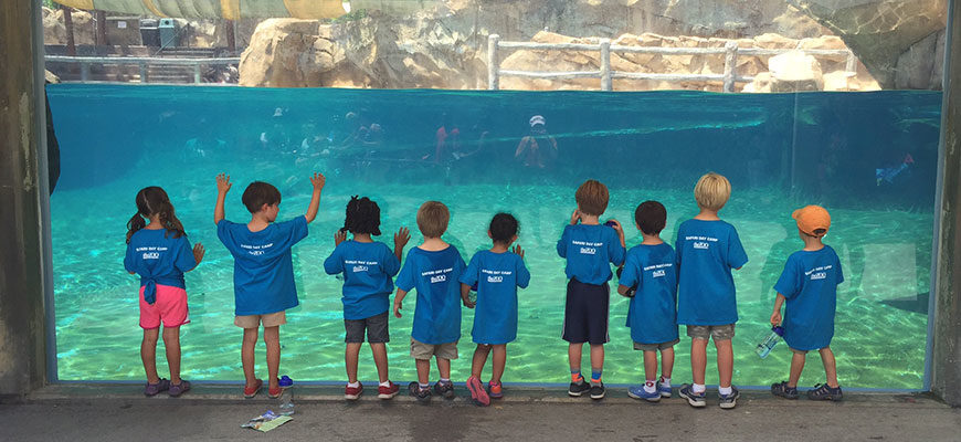 banner - Day campers observing the seals or bears when they are in the water at their enclosure