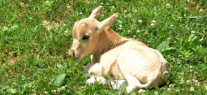 photo - newborn addax calf, laying in the grass, on a sunny day, it is all white, with tinges of brown among the white color, it has a cute facial expression