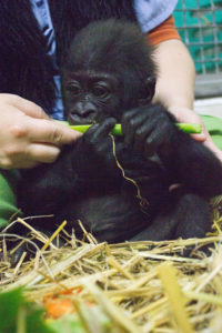 photo - kindi, being feed a celery stick by a keeper,