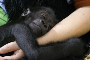 photo - kindi, slowly falling asleep, in arms of a keeper, who is holding her