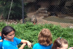 photo - zoo day campers, looking at the snow leopard in its enclosure,