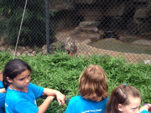 photo - zoo day campers, looking at the snow leopard in its enclosure,