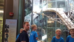 photo - group of Safari day campers, with counselor, in the gorilla forest exhibit, watching the gorilla play with the ropes and items in the enclosure