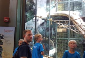 photo - group of Safari day campers, with counselor, in the gorilla forest exhibit, watching the gorilla play with the ropes and items in the enclosure