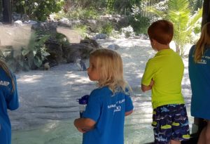 photo - Safari day campers, watching little blue penguins, at penguin cove exhibit, in the islands, on a sunny summer day